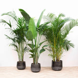 Pack économique XXL - Kentia 200 cm, Strelitzia Nicolai 225 cm, Areca 200 cm Everspring
