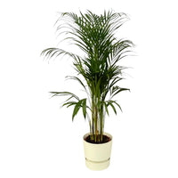 Palmier d'Arec - ↨110cm - Ø21cm + Elho Greenville rond blanc D24xH23 - GREEN OASIS - SHOP