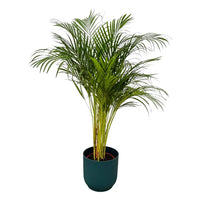Palmier d'arec - ↨130cm - Ø24cm i+ pot Elho Vibes Fold rond bleu D30xH27 - GREEN OASIS - SHOP