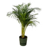 Palmier d'Areca - ↨130cm - Ø24cm + Pot Greenville rond D30xH28 - GREEN OASIS - SHOP