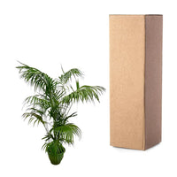 Palmier Kentia XXL - 260 cm - ø35 - GREEN OASIS - SHOP