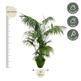 Palmier Kentia XXL - 260 cm - ø35 - GREEN OASIS - SHOP
