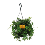 Parthenocissus Striatha suspendu - Ø15cm - ↕15cm Everspring