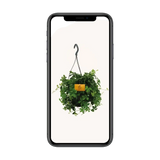 Parthenocissus Striatha suspendu - Ø15cm - ↕15cm Everspring