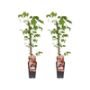 Parthenocissus Tricuspidata Veitch Boskoop - 2 pièces - Ø15cm - ↕65cm - GREEN OASIS - SHOP Plantes vertes originales livrées à votre domicile