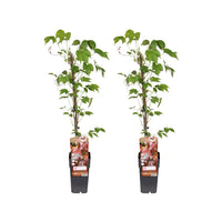 Parthenocissus Tricuspidata Veitch Boskoop - 2 pièces - Ø15cm - ↕65cm - GREEN OASIS - SHOP Plantes vertes originales livrées à votre domicile