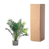 Phénix Canariensis - 300cm - ø50 - GREEN OASIS - SHOP