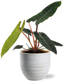 Philodendron Billietiae - Ø 12 cm - ↕ 25 cm + Beau Pot D 14 x 13 cm - Blanc - GREEN OASIS - SHOP