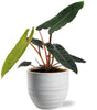 Philodendron Billietiae - Ø 12 cm - ↕ 25 cm + Beau Pot D 14 x 13 cm - Blanc - GREEN OASIS - SHOP