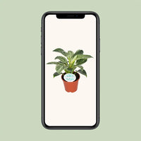 Philodendron Birkin - Ø14cm - ↕25cm Everspring