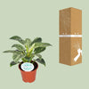 Philodendron Birkin - Ø14cm - ↕25cm Everspring