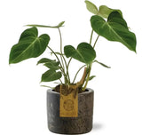 Philodendron Gloriosum - Ø15cm - ↕40cm + Pot Maas D16x14cm - marron - GREEN OASIS - SHOP