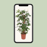 Philodendron Pedatum - Ø27cm - ↕130cm Everspring