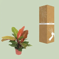 Philodendron Prince d'Orange - Ø17cm - ↕45cm - GREEN OASIS - SHOP
