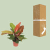 Philodendron Prince d'Orange - Ø17cm - ↕45cm - GREEN OASIS - SHOP
