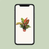 Philodendron Prince d'Orange - Ø17cm - ↕45cm - GREEN OASIS - SHOP