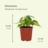 Philodendron Scandens Brasil - 4 pièces - Ø12cm - ↕15cm Everspring