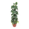 Philodendron Scandens Brésil - Ø24cm - ↕120cm Everspring