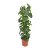Philodendron Scandens - Ø24cm - ↕120cm Everspring