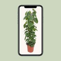 Philodendron Scandens - Ø24cm - ↕120cm Everspring