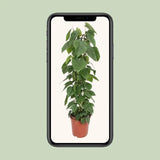 Philodendron Scandens - Ø24cm - ↕120cm Everspring