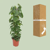 Philodendron Scandens - Ø24cm - ↕120cm Everspring