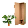 Philodendron Selloum - 100 cm - Ø27 Everspring