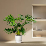 Philodendron Selloum - 100 cm - Ø27 Everspring