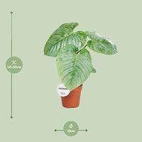 Philodendron Sodiroi - Ø15cm - ↕45cm - GREEN OASIS - SHOP