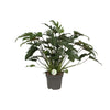 Philodendron Xanadu - Ø21cm - ↕65cm Everspring