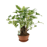 Philodendron Xanadu - Ø22cm - ↕50cm - GREEN OASIS - SHOP