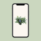 Phlebodium Aureum Étoile Bleue - Ø17cm - ↕50cm Everspring