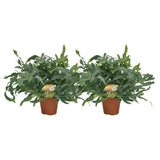 Phlebodium Blue Star - 2 pièces - Ø17cm - Ø60cm - GREEN OASIS - SHOP
