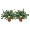 Phlebodium Blue Star - 2 pièces - Ø17cm - Ø60cm - GREEN OASIS - SHOP