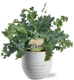 Phlebodium Davana - Ø12cm - ↕35cm + joli Pot D14x13cm - Blanc - GREEN OASIS - SHOP