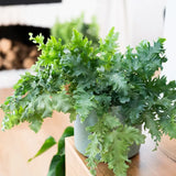 Phlebodium Davana - Ø12cm - ↕35cm + joli Pot D14x13cm - Blanc - GREEN OASIS - SHOP Plantes vertes originales livrées à votre domicile