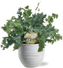 Phlebodium Davana - Ø12cm - ↕35cm + joli Pot D14x13cm - Blanc - GREEN OASIS - SHOP Plantes vertes originales livrées à votre domicile
