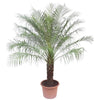 Phoenix Roebelinii - 200 cm - ø40 - GREEN OASIS - SHOP