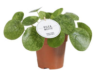 Pilea Mojito - Ø13cm - ↕20cm Everspring