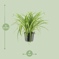 Chlorophytum Comosum Variegatum - Ø17cm - ↕30cm Everspring