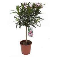 Plante de laurier-rose en pot avec des fleurs roses et des feuilles vertes dans un pot en terre cuite.