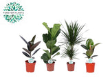 Plantes d'intérieur Green Mix Lopez - 4 pièces - Ø17cm - ↕55 - 75cm - GREEN OASIS - SHOP