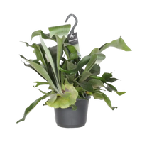 Platycerium Bifurcatum - Ø17cm - ↕30cm Everspring