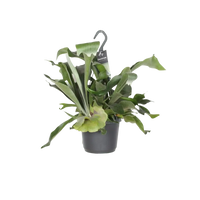 Platycerium Bifurcatum - Ø17cm - ↕30cm Everspring