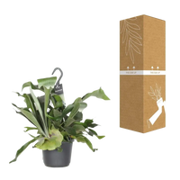 Platycerium Bifurcatum - Ø17cm - ↕30cm Everspring