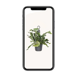 Platycerium Bifurcatum - Ø17cm - ↕30cm Everspring