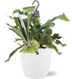 Platycerium Bifurcatum - Ø17cm - ↕30cm + Pot Brussels D18x17cm - Blanc - GREEN OASIS - SHOP