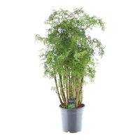Polyscias Hawaiiana Ming - 90 cm - Ø24cm - GREEN OASIS - SHOP Plantes vertes originales livrées à votre domicile