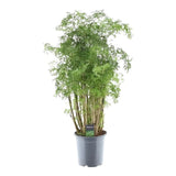 Polyscias Hawaiiana Ming - 90 cm - Ø24cm - GREEN OASIS - SHOP Plantes vertes originales livrées à votre domicile