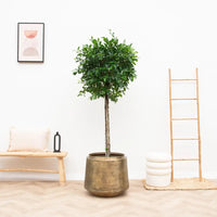 Pot Indigo Vintage Or - D46 x H41 - GREEN OASIS - SHOP Plantes vertes originales livrées à votre domicile